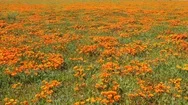 Aerial Of California Poppy Flowers And Fields In Full Bloom During Springtime Stock Footage