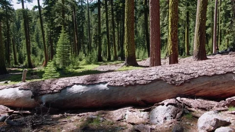 Aerial: Calm tranquil alpine forest, California, USA Stock Footage 159299563