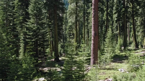 Aerial: Calm tranquil alpine forest, California, USA Stock Footage 159346090