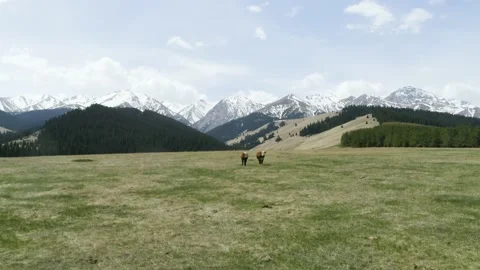 Aerial camera approach. Two large spotted calfs in alpine meadow. Sky mountains Stock Footage 146517175