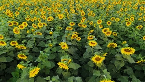 Aerial camera capturing geometric sunflower patterns from above. Stock Footage 310783292