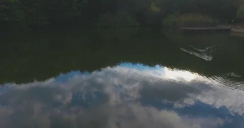 Aerial camera ducks float in lake in which reflects beautiful dense forest Stock Footage 90632278