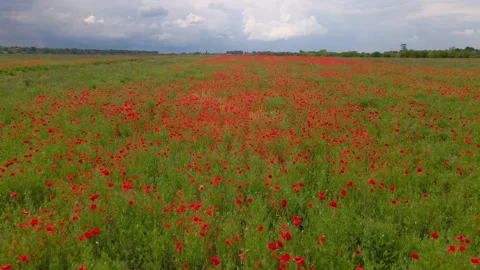 Aerial camera flight above blooming poppy field Stock Footage 155681767