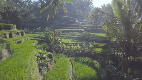 Aerial. Camera flight between palms above the rice fields sunrise time Stock Footage 100279742