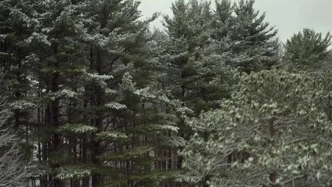 Aerial of camera flying up and over pine trees in Winter Stock Footage 71149020