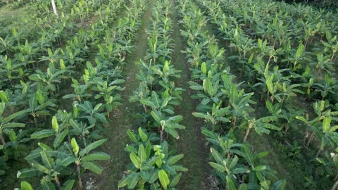 AERIAL - Camera fly's low over banana plantation crop Stock Footage 169023916