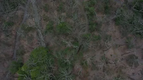 Aerial camera looking straight down revealing the Coopers Rock overlook. Stock Footage 130463841