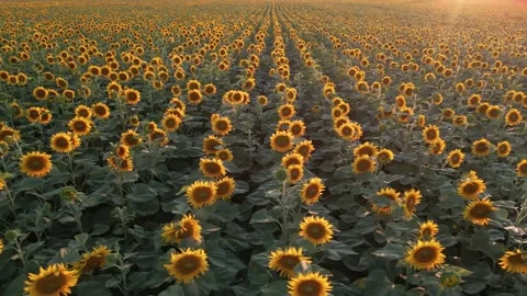 Aerial camera moves parallel to the rows of blooming sunflowers Stock-Footage 157552283