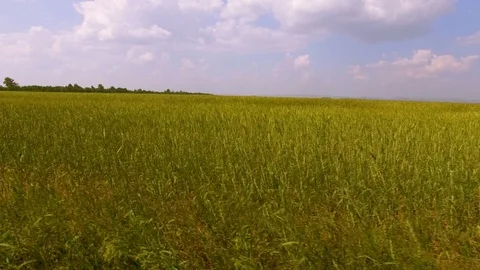 AERIAL: Camera moves quickly along the young wheat field, swaying in the wind. 스톡 동영상 78031624