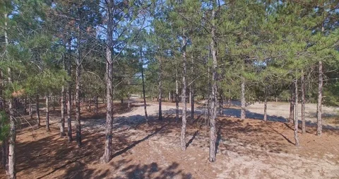 Aerial camera moves upwards inside of coniferous forest revealing nice landscape Stock Footage 107655905