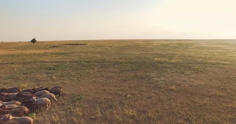 Aerial camera moving backwards over flock of sheep in Ukrainian steppe Stock Footage 107798182