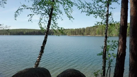 Aerial; camera moving between birch trees, footage of mixed forest Stock Footage 109556764