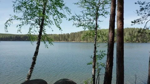 Aerial; camera moving between birch trees, footage of mixed forest Stock Footage 109560525