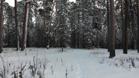 AERIAL. Camera moving between trees at winter time. Stock Footage 99453391