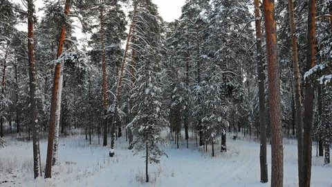 AERIAL. Camera moving between trees at winter time. Video stock 99453785