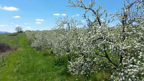 Aerial camera moving forward among blooming apple trees. Stock Footage 106795284