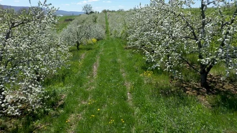 Aerial camera moving forward and rising, blooming fruit trees. Video stock 106793742