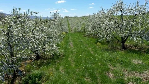 Aerial camera moving to the left showing rows of blooming fruit trees. Stock Footage 106792822