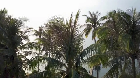 Aerial camera moving to the right at the same height as the flowing palm Stockbeeldmateriaal 81791644