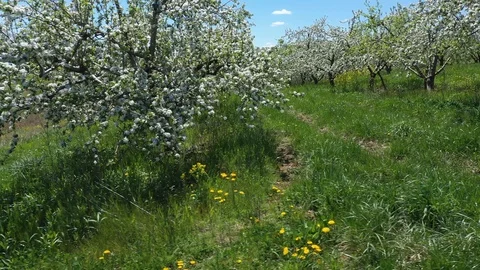 Aerial camera moving to the right showing rows of blooming fruit trees. Video stock 106792338