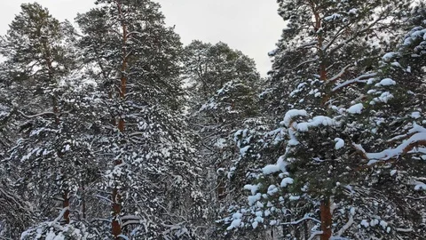 AERIAL. Camera moving throught winter trees from top to ground. Winter forest. Stock Footage 99453282