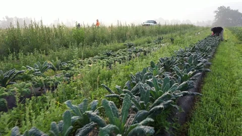 Aerial camera pushing in on farmers picking kale in a field on a farm in early Video stock 246745900