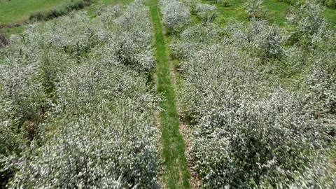 Aerial camera in reverse just above blooming fruit trees. Stock Footage 106793323