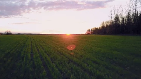 Aerial camera shot. Flying above green field surrounded by impressive pine Stock Footage 95301176