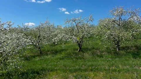 Aerial camera slides to left showing blooming apple trees blue sky. Stock Footage 106794387