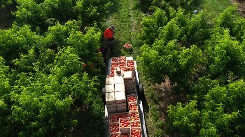 Aerial camera tilting down onto trailer behind a tractor in a peach orchard Stock Footage 246556829