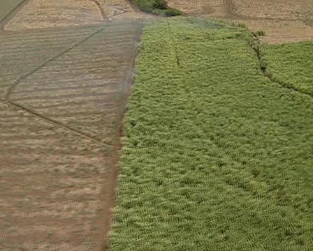 Aerial of cane fields in Mauritius. Stock Footage 11309527