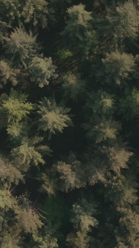 Aerial Canopy With Flowering Trees Stock-Footage 345041561