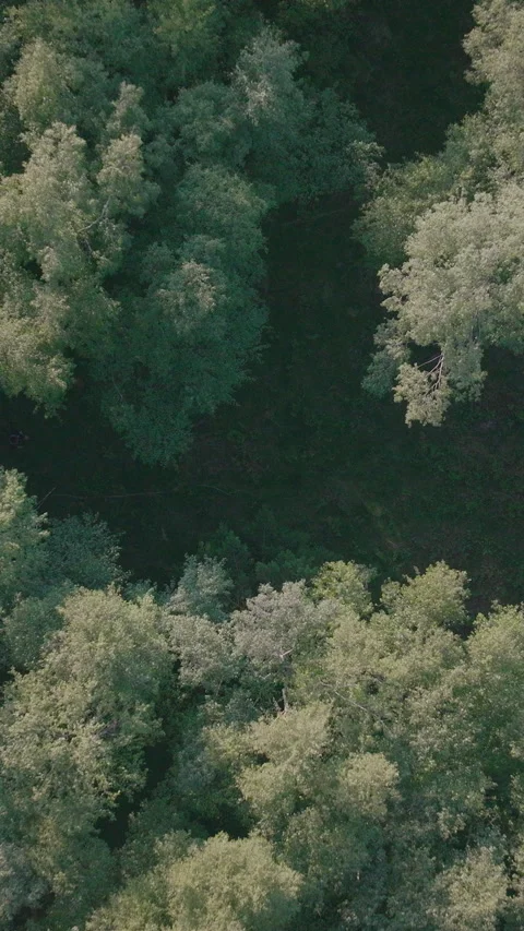 Aerial Canopy Transition Stock-Footage 345041707