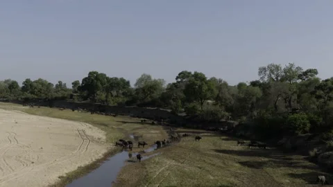 Aerial of Cape Buffalo in riverbed Stock Footage 138192771