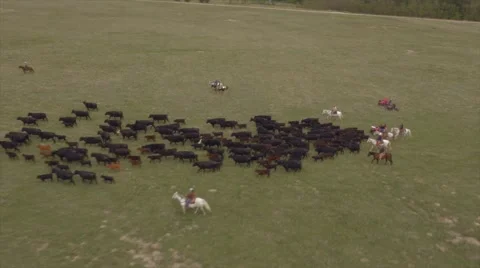 Aerial Cattle Drive Stock Footage 55263483