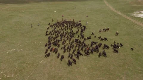 Aerial Cattle Drive Stock Footage 55264797