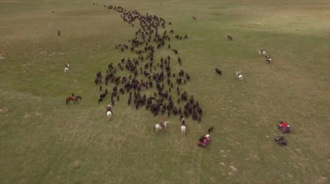 Aerial Cattle Drive Stock Footage 55264829