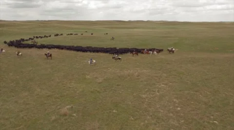 Aerial Cattle Drive Stock Footage 55264834