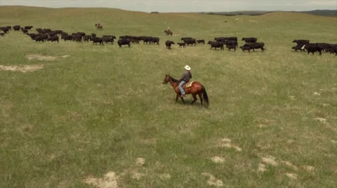 Aerial Cattle Drive Stock Footage 55265210