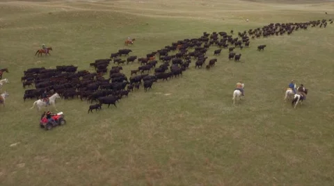 Aerial Cattle Drive Stock Footage 55265618