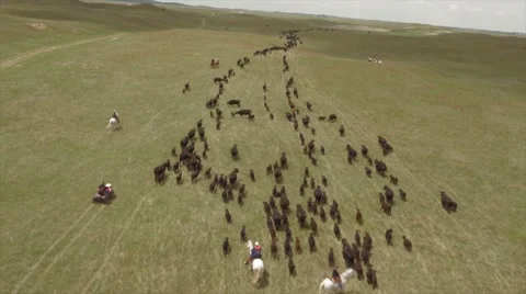 Aerial Cattle Drive Stock Footage 55267105