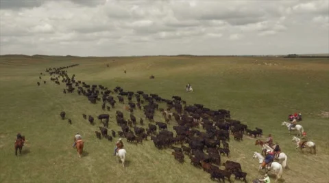 Aerial Cattle Drive Stock Footage 55267116
