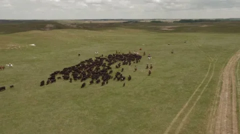 Aerial Cattle Drive Stock Footage 55267140