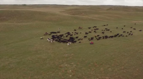 Aerial Cattle Drive Stock Footage 55267142