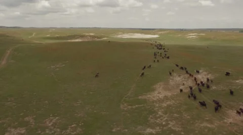 Aerial Cattle Drive Stock Footage 55267150
