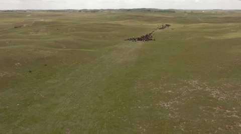 Aerial Cattle Drive Stock Footage 55267151