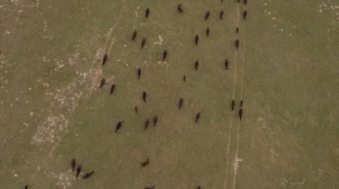 Aerial Cattle Drive Stock Footage 55267213