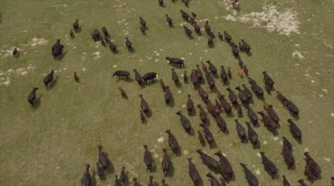 Aerial Cattle Drive Stock Footage 55267221