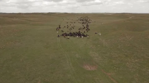 Aerial Cattle Drive Stock Footage 55267235
