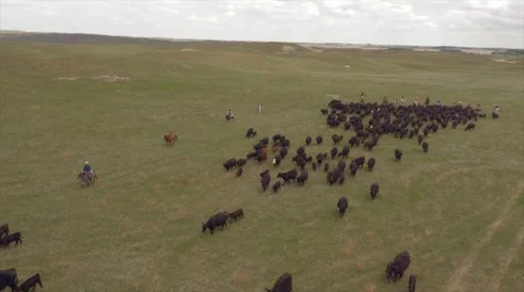 Aerial Cattle Drive Stock Footage 55267257